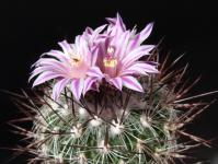 Thumbnail of 9999_Echinofossulocactus spec._20140417(1).jpg